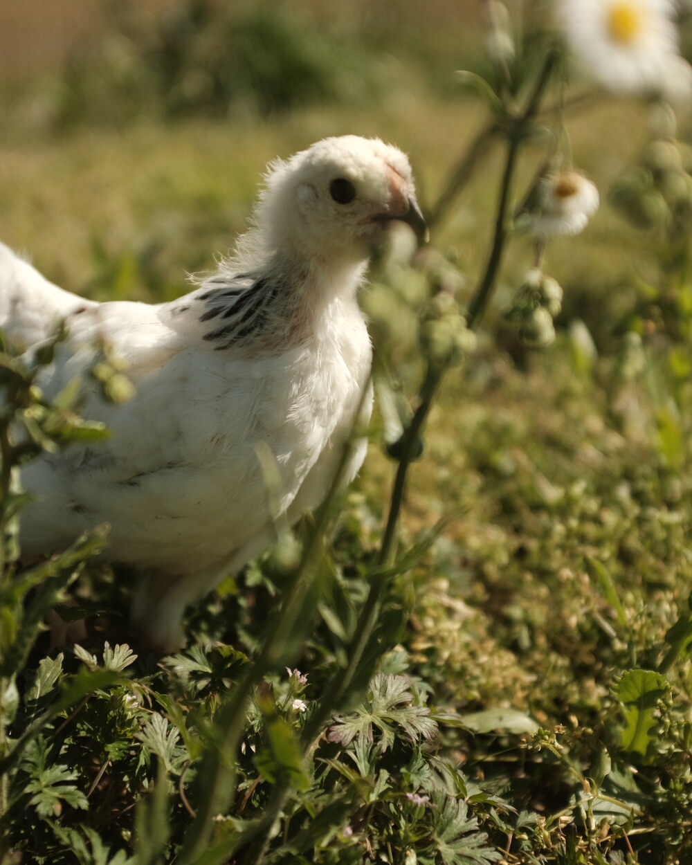 One of the hens up close in the wildflowers