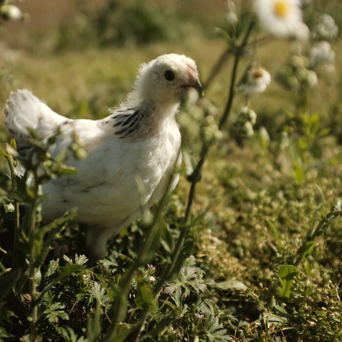 A white chicken standing tall in the wildflowers