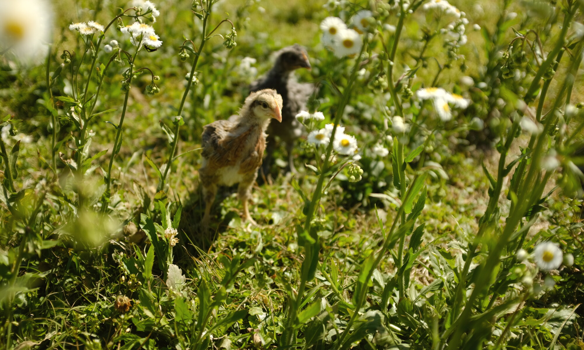 Fuzzy chicks among the daisies