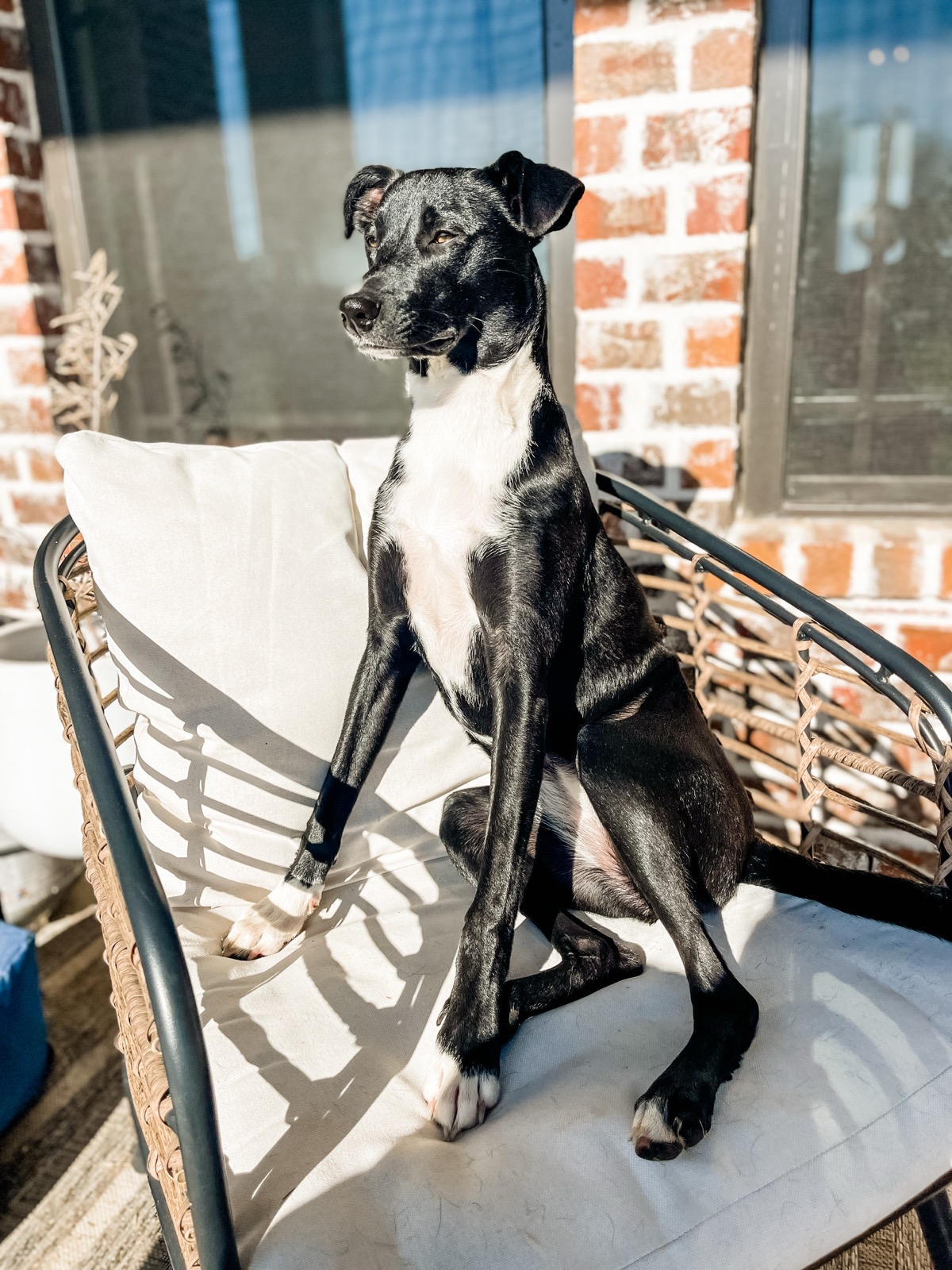 A sleek black-and-white dog sitting regally on the porch chair in the morning sun